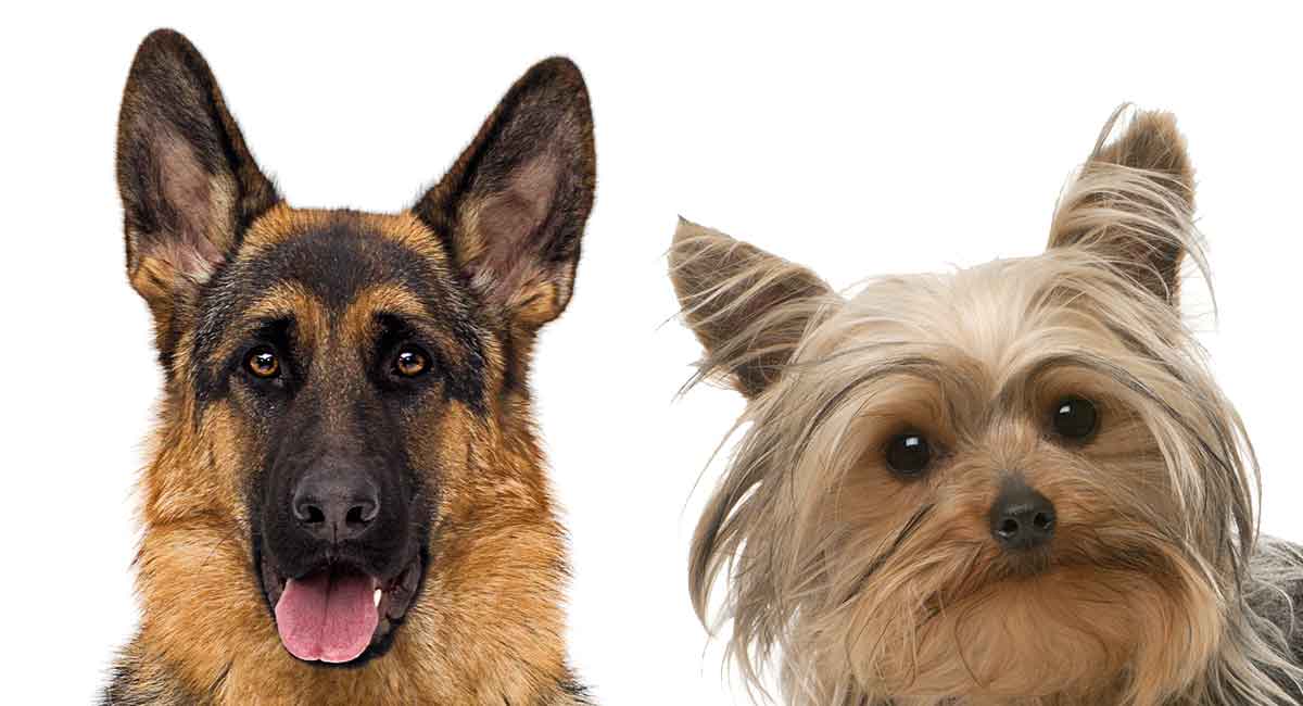 German Shepherd Yorkie Mix: When Little 