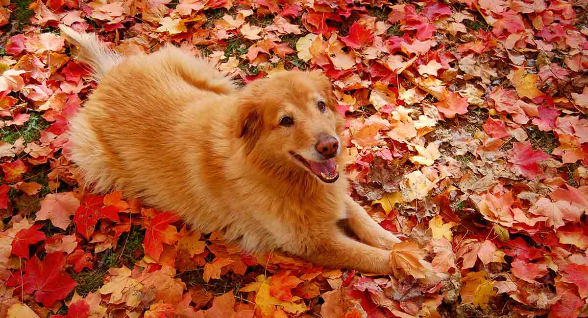 Golden Retriever Mix Breeds - The Top Goldie Crosses