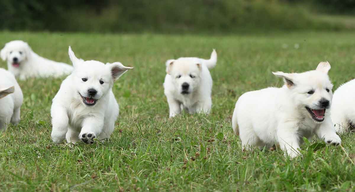 golden retriever puppies for adoption