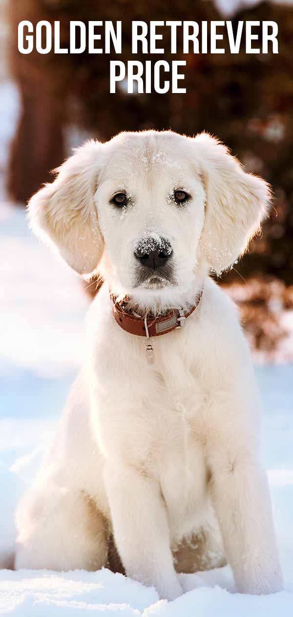 how much does it cost to buy a golden retriever puppy