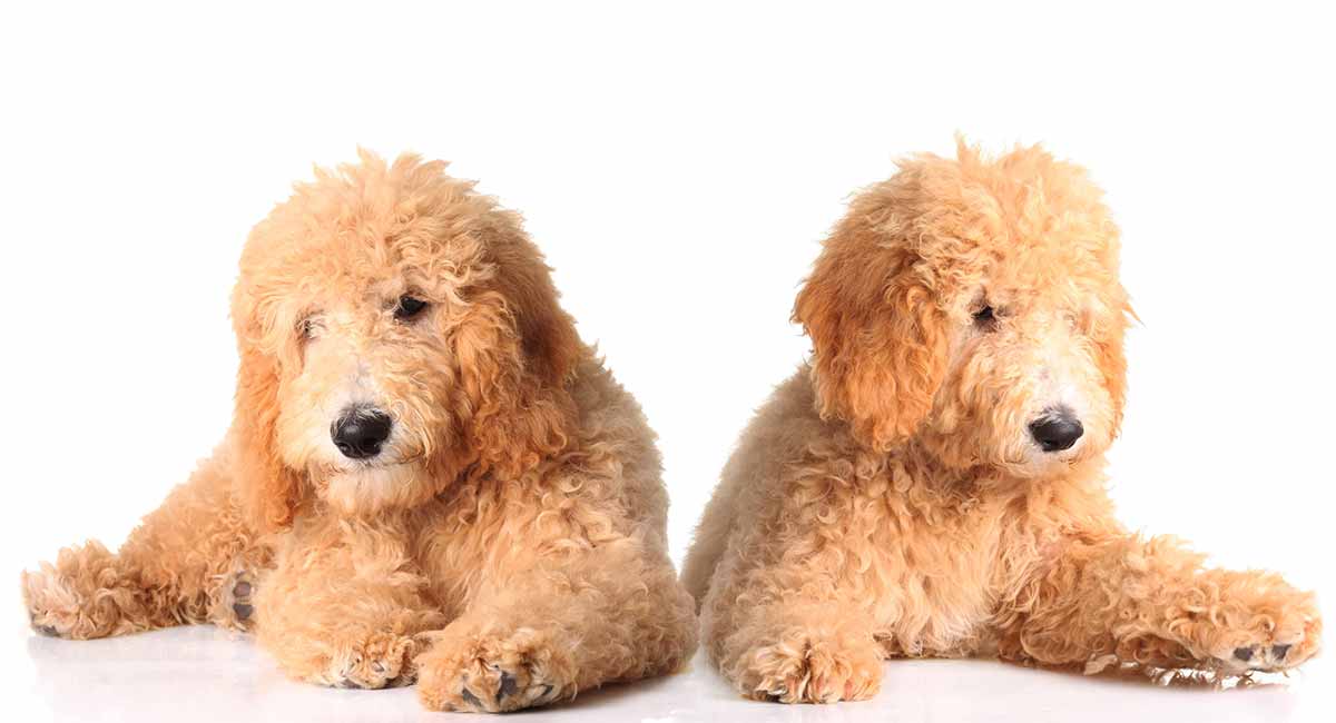 goldendoodle big size