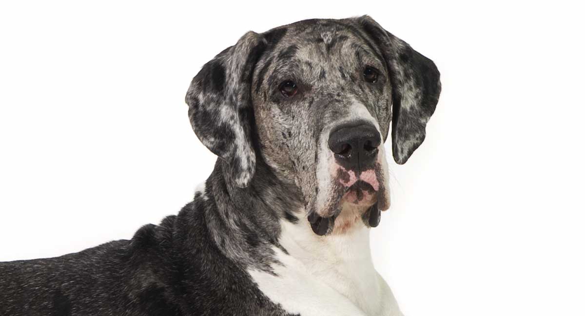 do great danes live 7 years