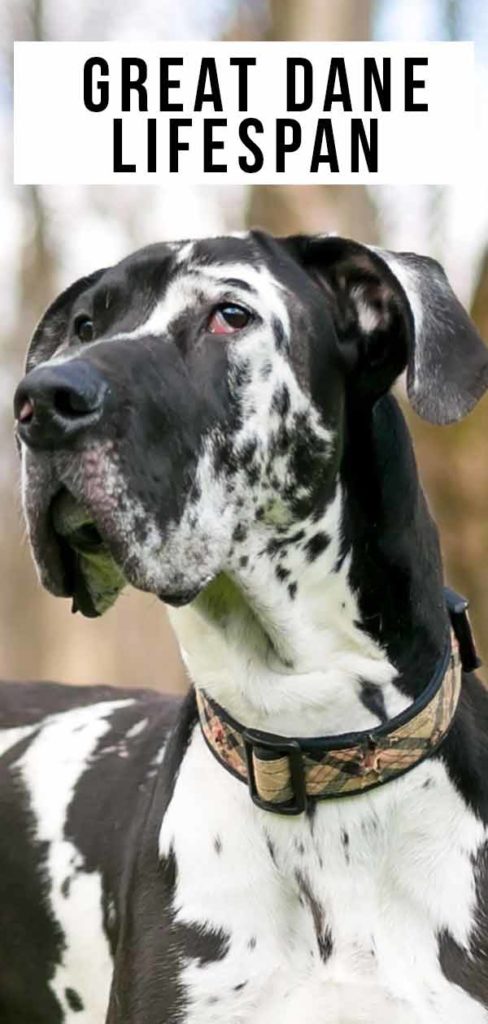 life size great dane