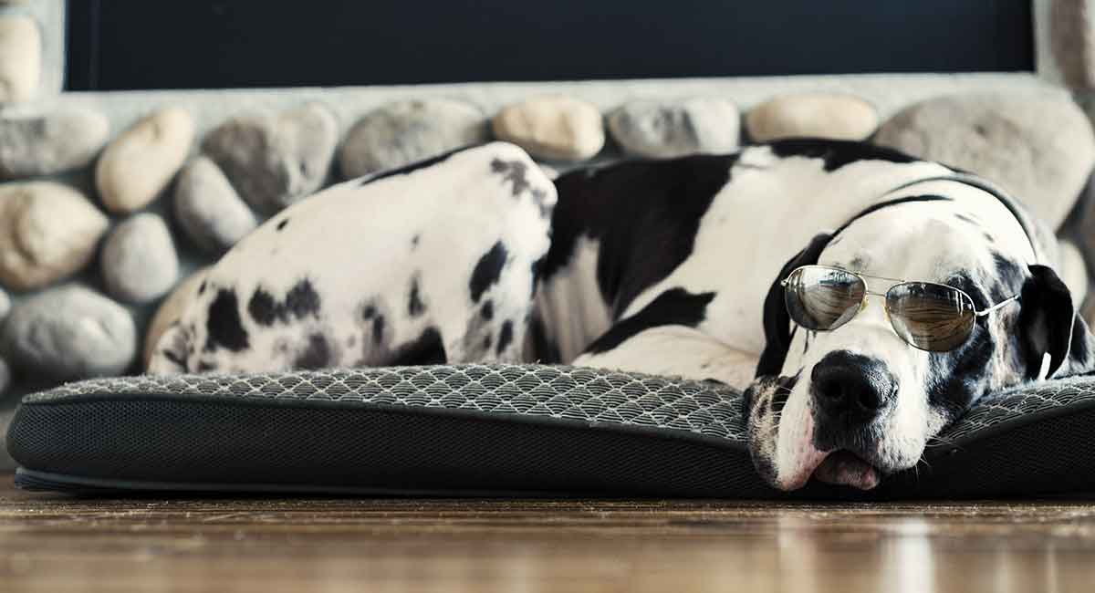 great dane with spots