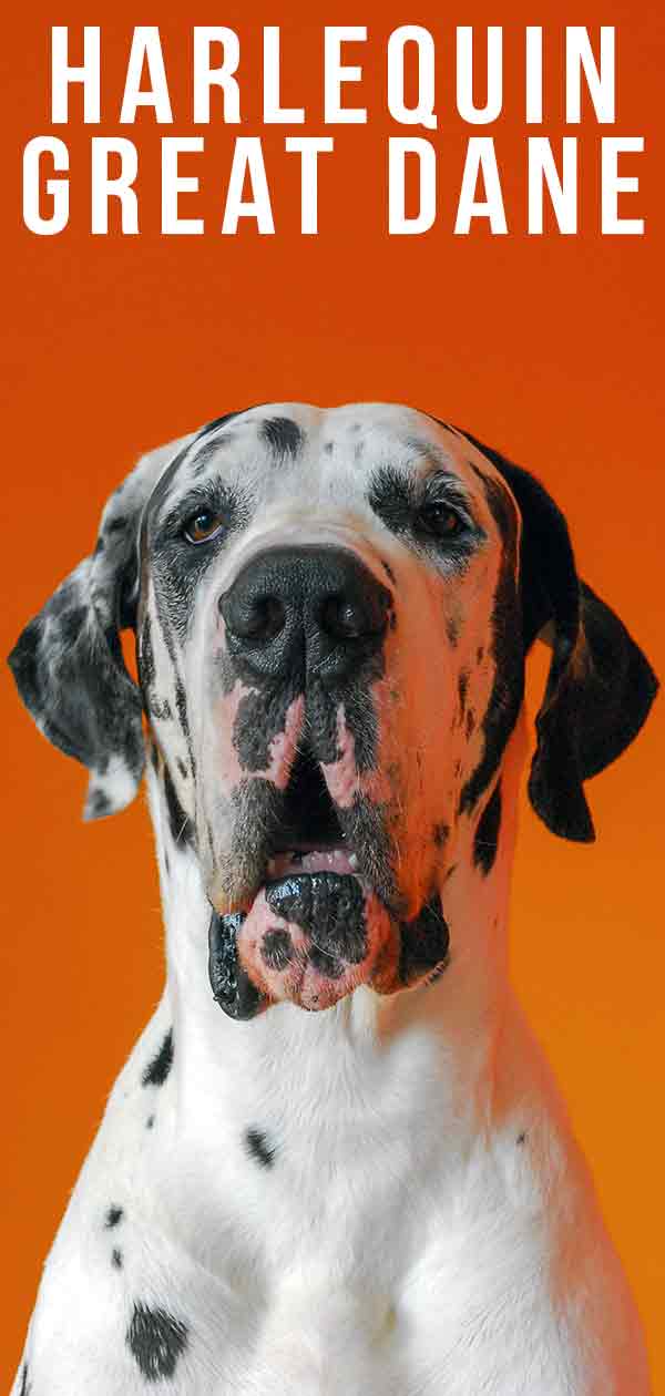 harlequin great dane