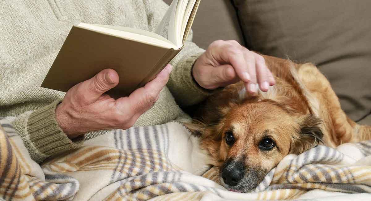 How Long Do Dogs Live A Complete Guide To Canine Lifespan