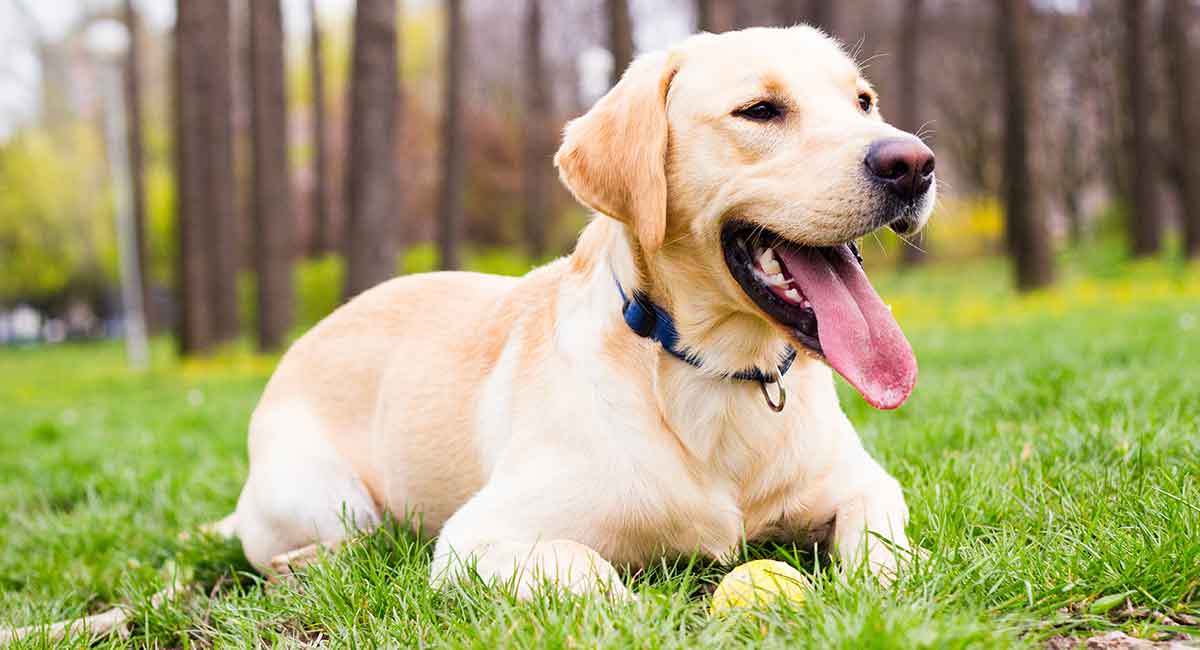 Female labrador average lifespan