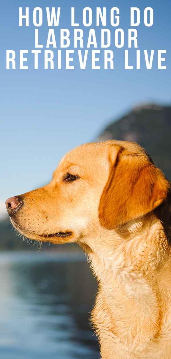 How Long Do Labrador Retrievers Live And Can You Increase That Time