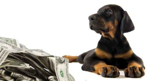 how much is a doberman pinscher