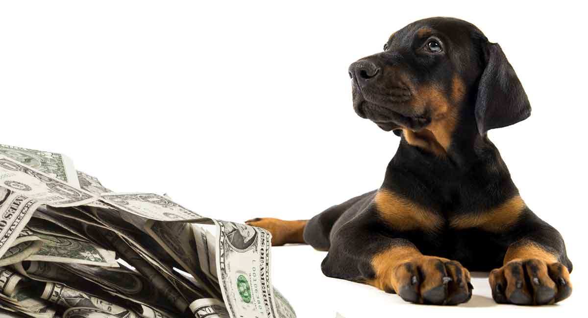 How Much Is A Doberman Pinscher Puppy To Buy And Raise