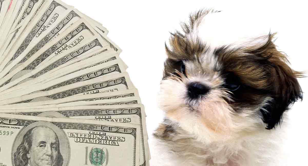 shih tzu cost