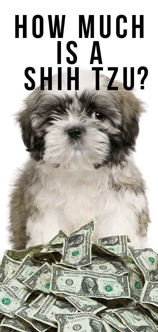 How Much Is A Shih Tzu Budgeting For Buying And Raising Your Pup