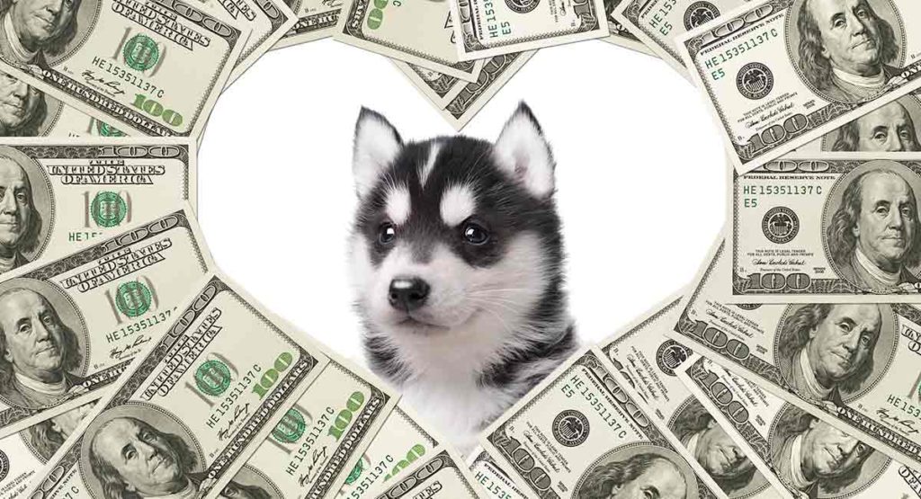 How Much Is a Siberian Husky to Buy and to Raise?