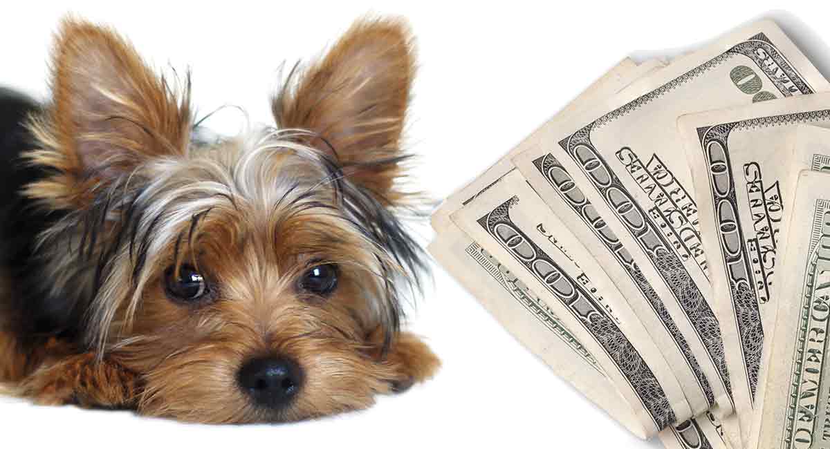 average price for yorkie puppies