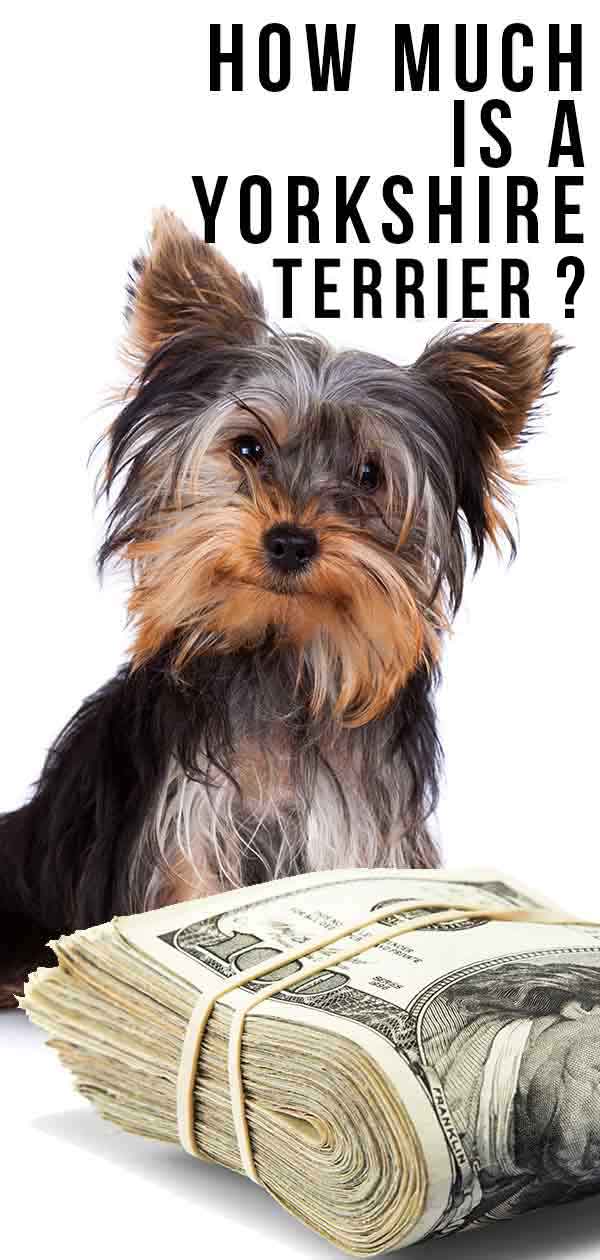 purebred yorkshire terrier price