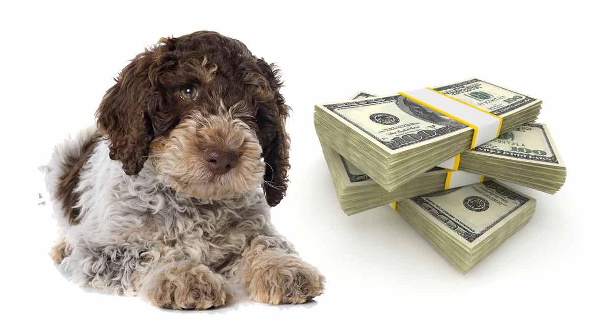 Lagotto Romagnolo Price - How Much Do Lagotto Romagnolo Puppies Cost?