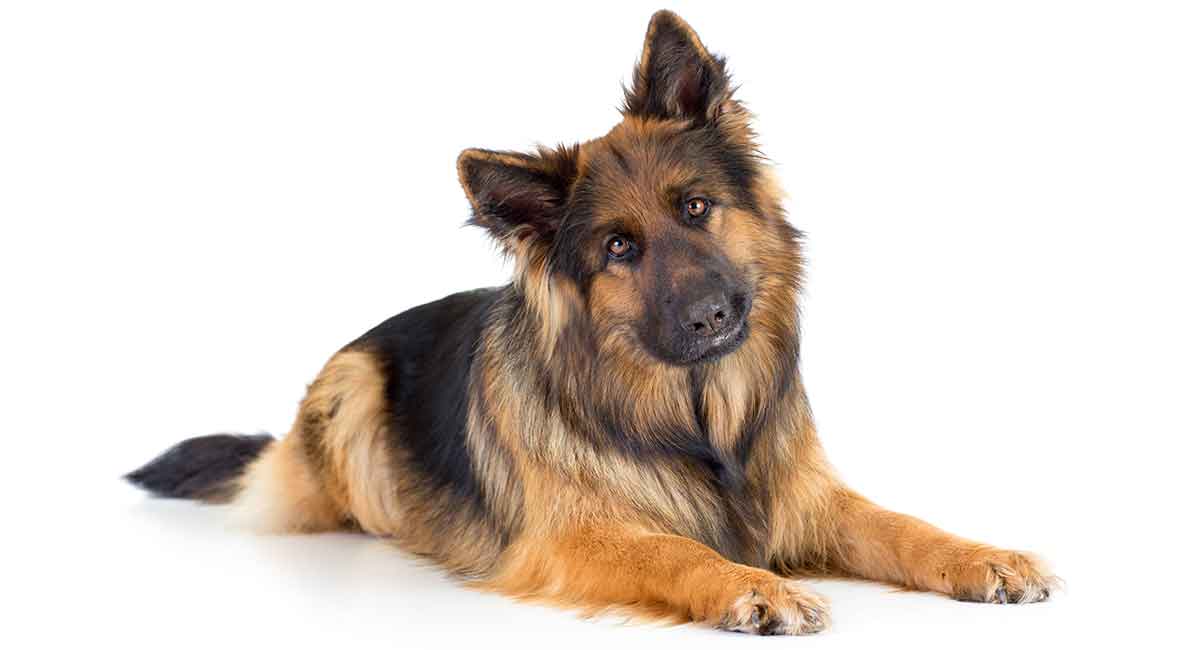 Long Haired German Shepherd