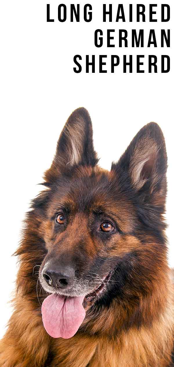 Long Haired German Shepherd - Your Guide To The Shaggy GSD
