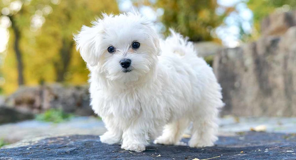 maltese with fluffy white coat