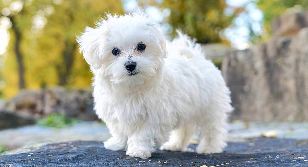 maltese terrier