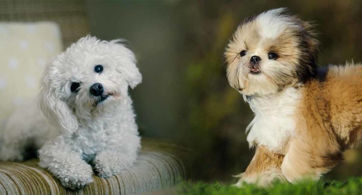 shih tzu maltese teddy bear