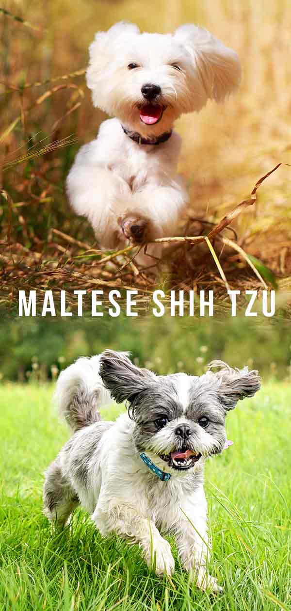 maltese shih tzu