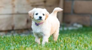 mini labradoodle puppy