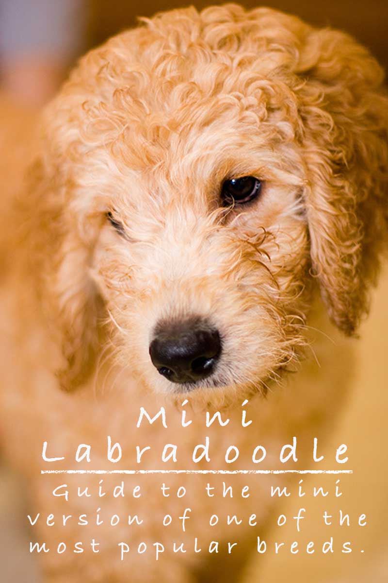 Mini Labradoodle The Miniature Or Toy Poodle Labrador Retriever Mix