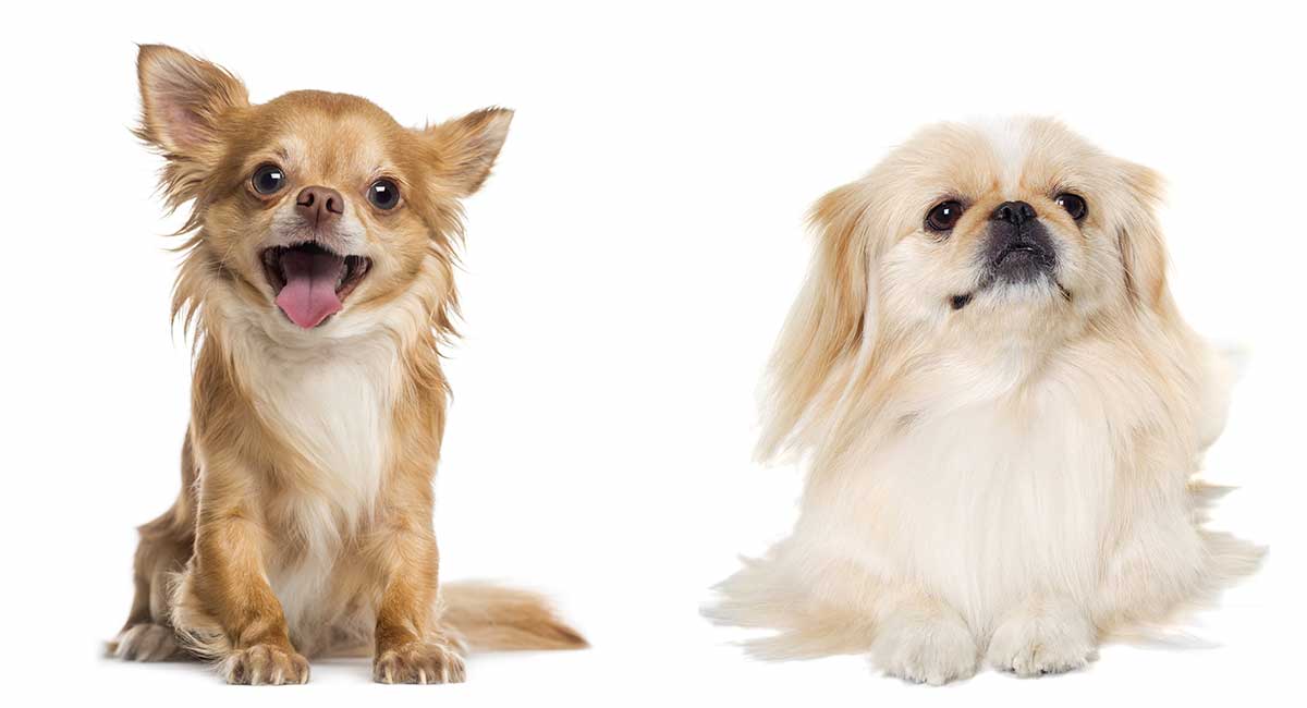 Pekingese Chihuahua Mix - Is This Small 