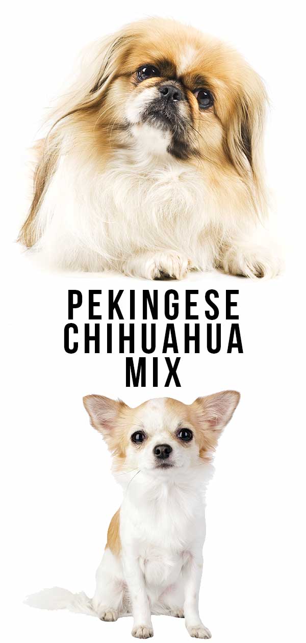 pekingese chihuahua mix name