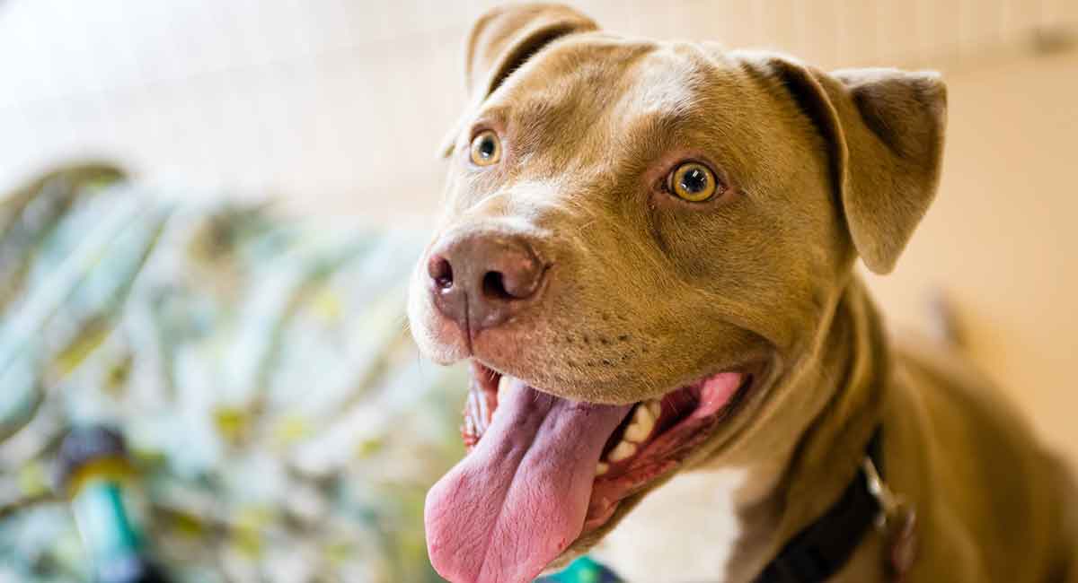 are pit bull terriers good pets