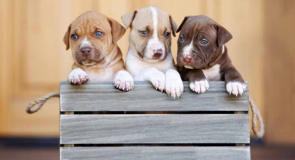 How Much Are Brindle Pitbull Puppies