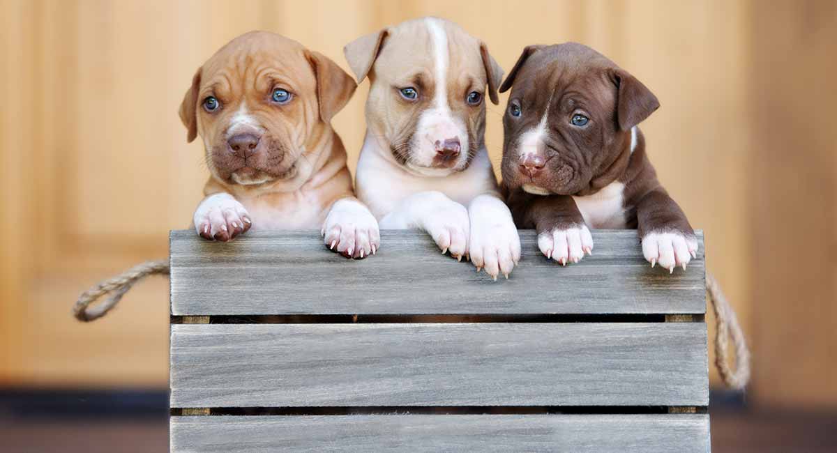 how do you know if your puppy is a pitbull