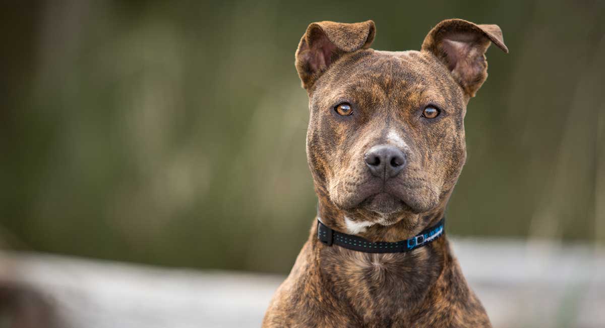 Pitbull Breeds How Many Of Them Can You Name And Identify 