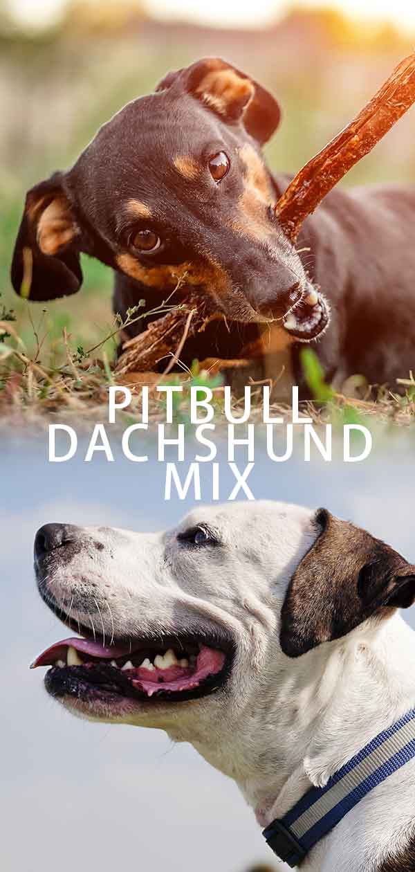 Pitbull Dachshund Mix