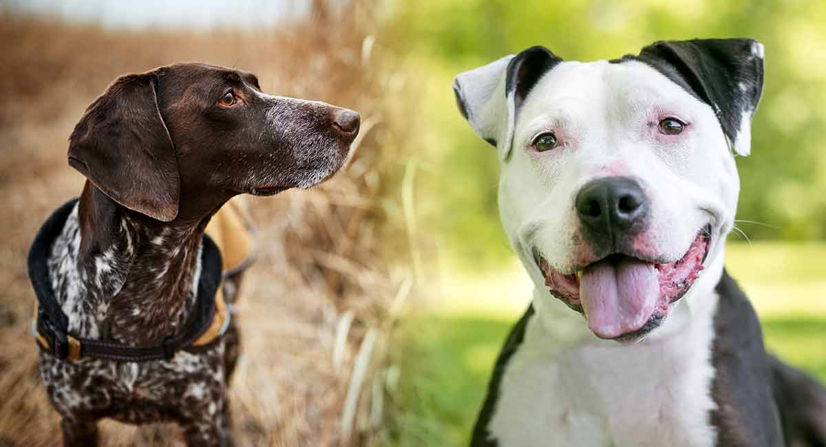 Pointer Pitbull Mix - Is This Lively 