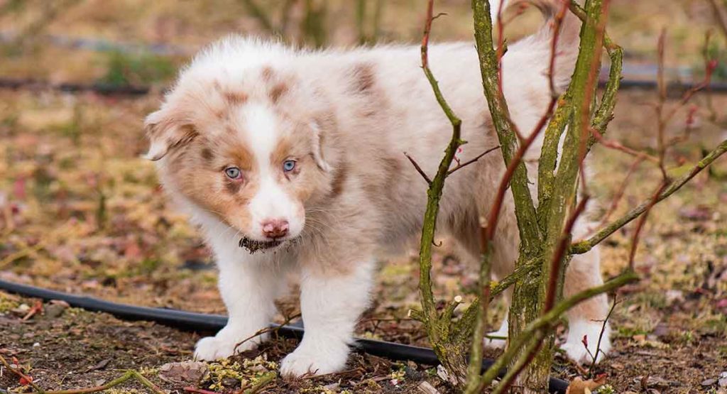 red merle australian shepherd plush