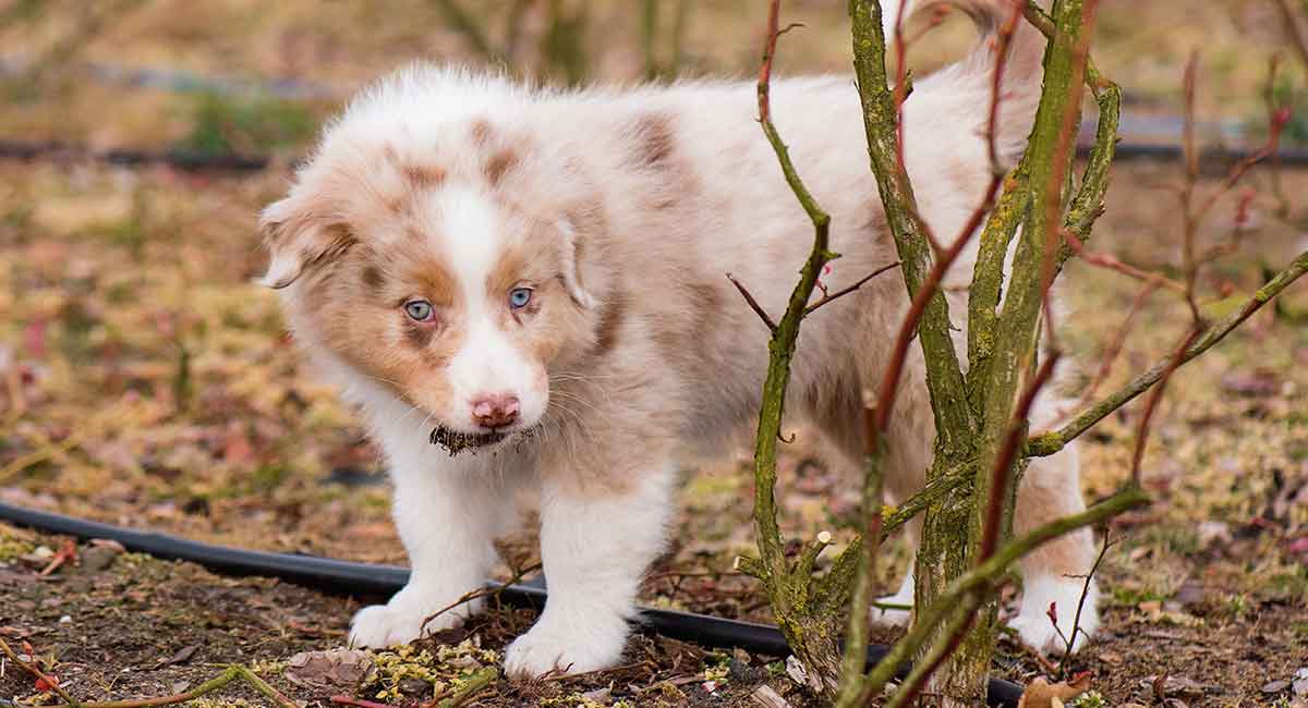 Merle colored 2025 australian shepherd