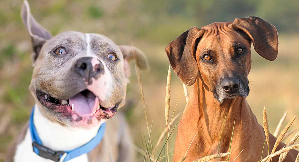 Rhodesian Ridgeback Pitbull Mix - Great 