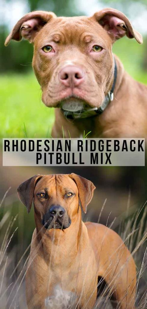 The Rhodesian Ridgeback Pitbull Mix