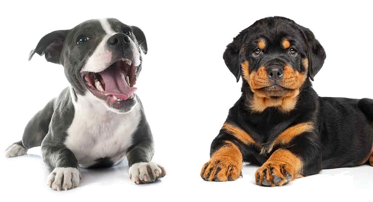 pitbull puppy next to a rottweiler puppy. Rottweiler Vs Pitbull