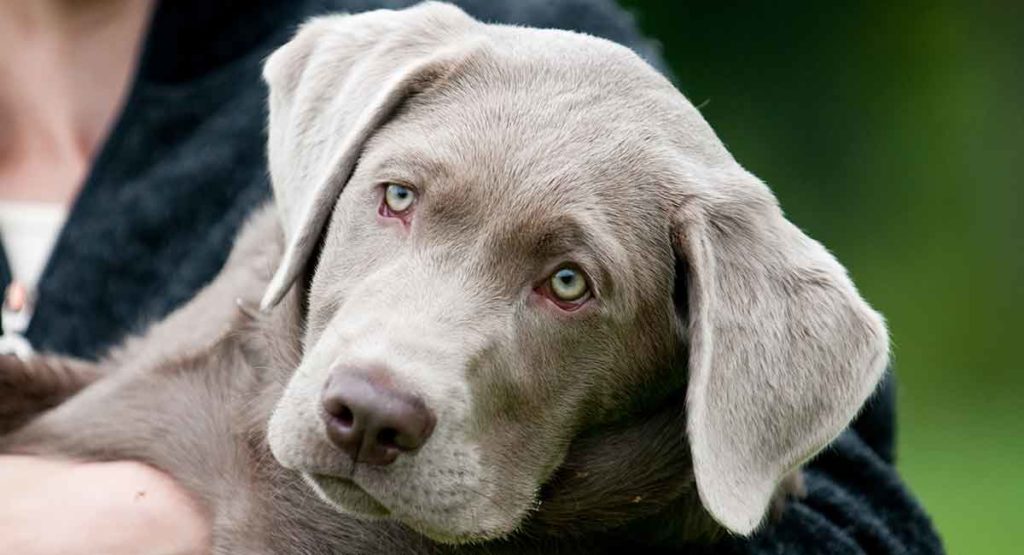 Silver Lab Facts And Fun Is This Your New Perfect Puppy?