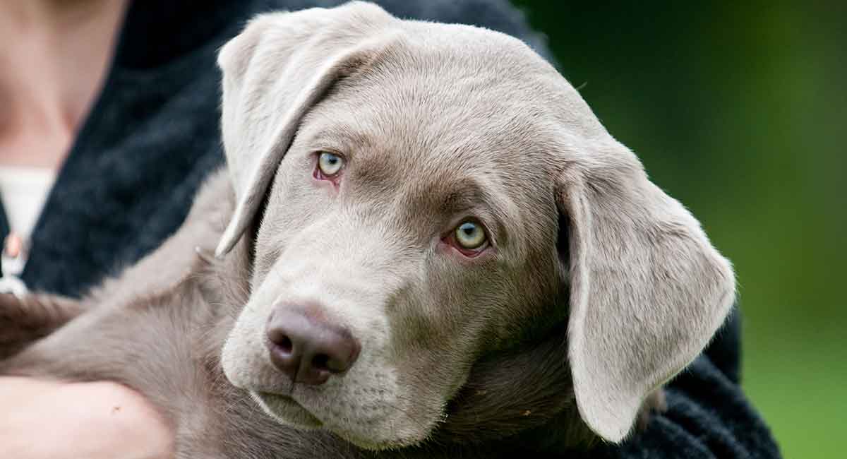 silver and chocolate lab puppies