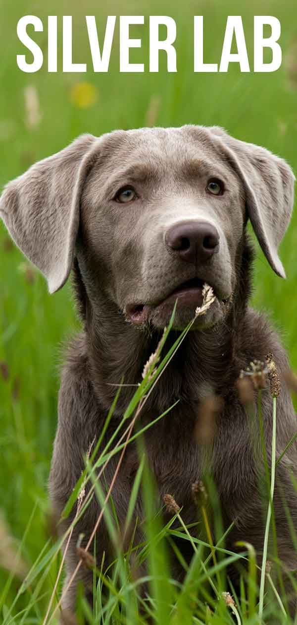 silver lab dog