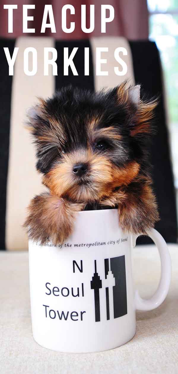 Teacup Yorkie - A Guide To The World's Smallest Dog