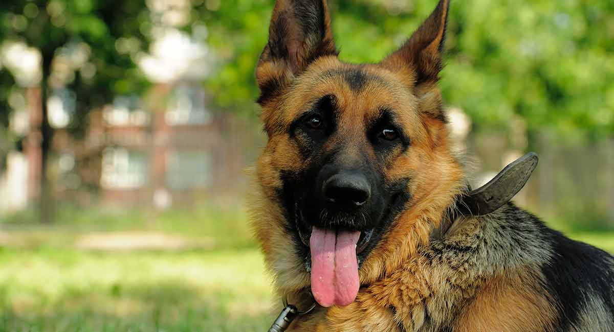 The King Shepherd Where Herding Dogs And Sled Dogs Meet