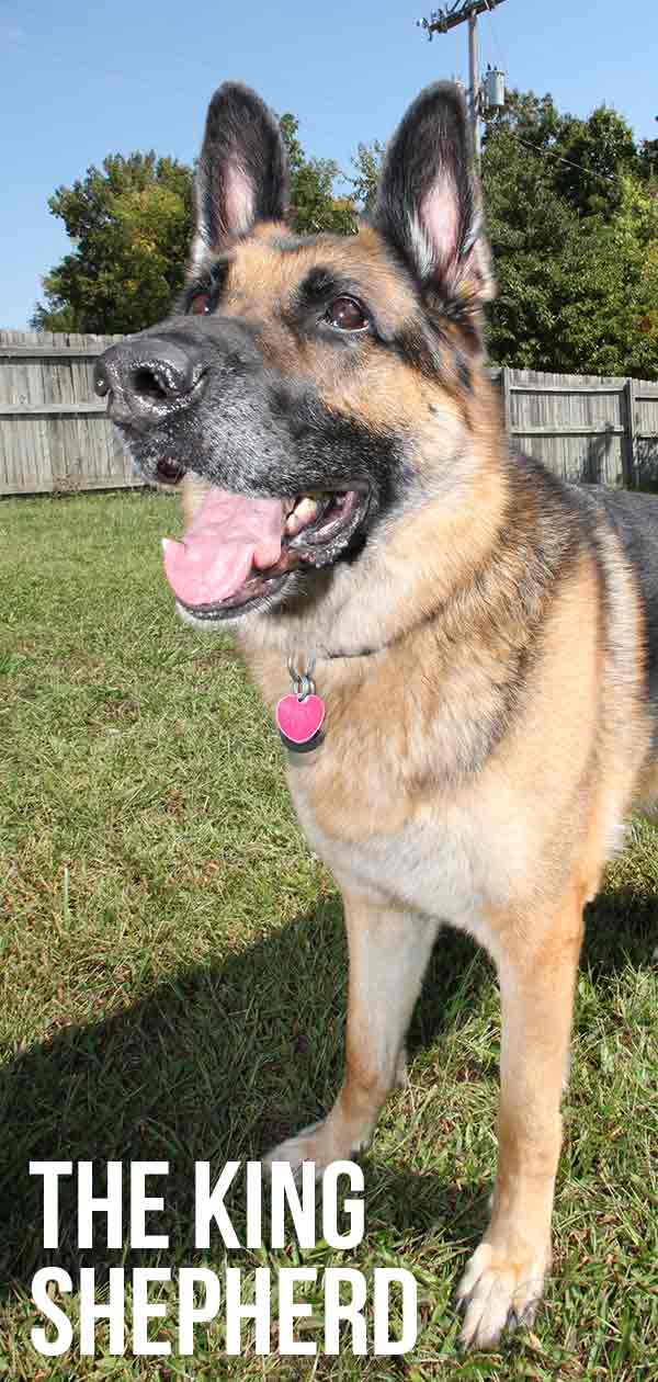 The King Shepherd Where Herding Dogs And Sled Dogs Meet