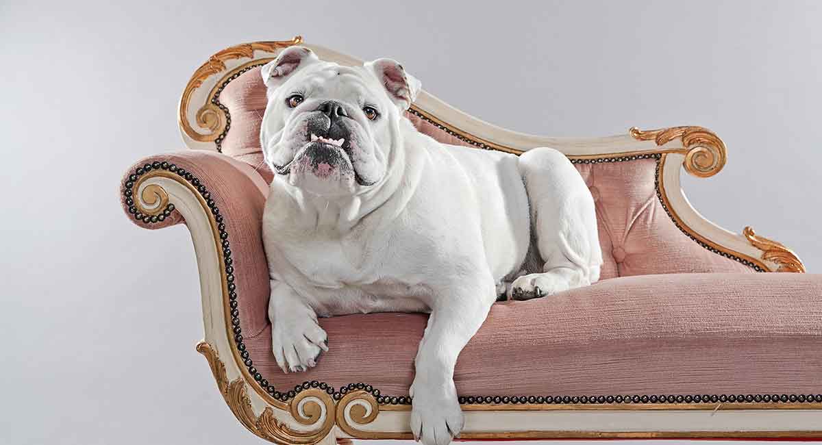 red and white english bulldog