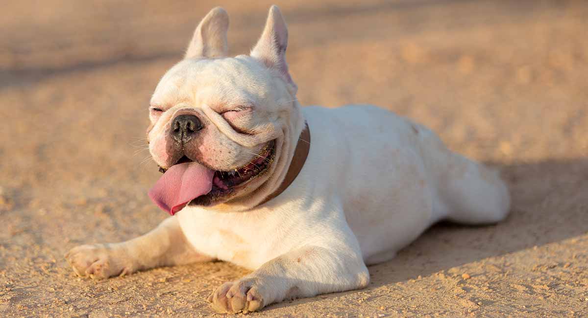 White French Bulldog What You Didn't Know About Your Pale