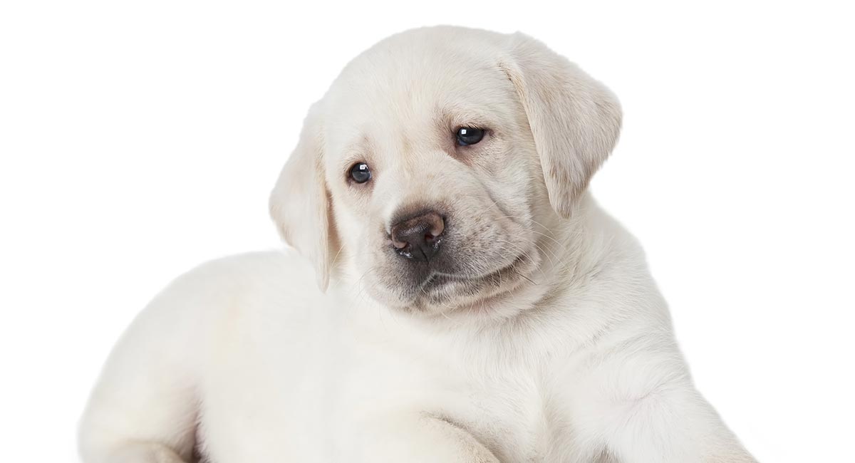 white labrador